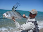 Roosterfish, with their namesake "comb" dorsal fin, have been called the Liz Hurley of sport fish.  (Photo:  Mike Ferris)