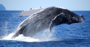 Humpback whales Hermanus