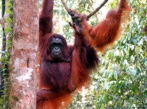 MALAYSIA_SABAH_Orang Utan