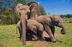 elephants playing