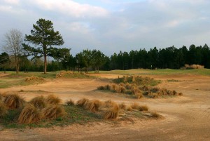 Pine Dunes NO. 11