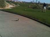 That's human Golf Road Warrior Kessler on the right, a feathered Terra Lago roadrunner on the cart path.