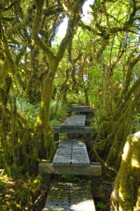 Pu'uKukui/West Maui Matershed