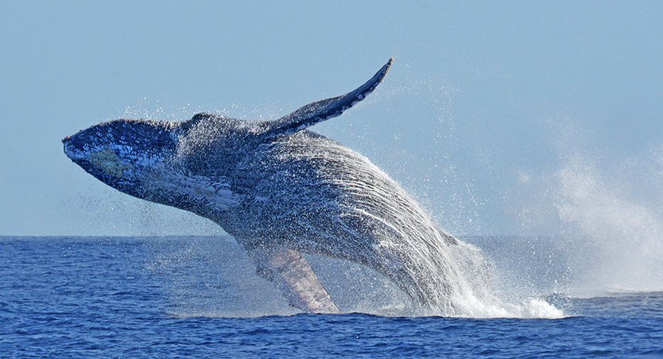 Breaching humpback whale off the Pacific coast © photo by Robert Kaufman