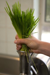 By my third week, I was making and consuming wheatgrass like Ben Vereen!