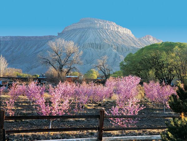 Peach Orchard with Mt. Garfield