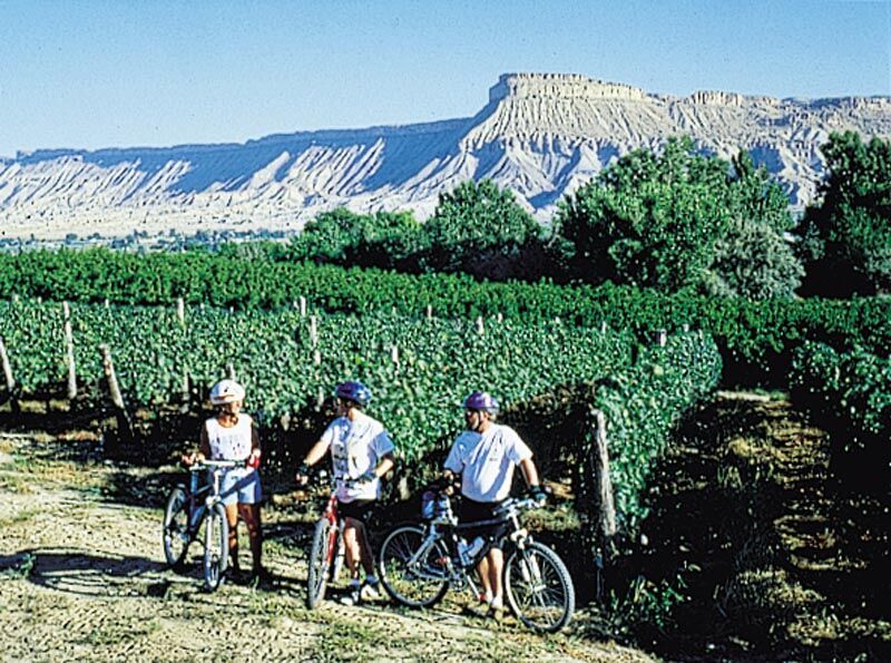 wine bike tour