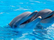 dolphins-1869337_1280