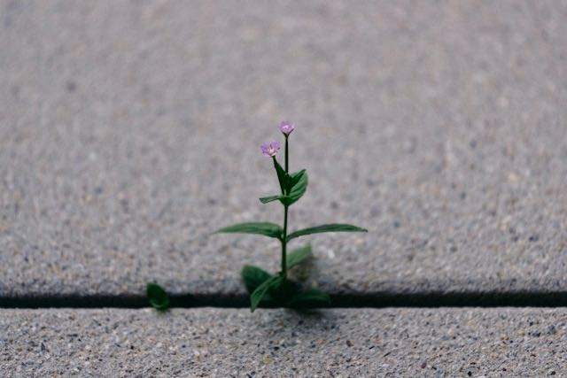 lucas-chizzali-kDHkfujUCyU-unsplash