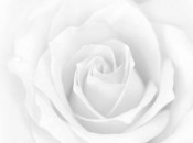 The White Rose, symbol of Yorkshire