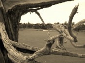 A Ghost Tree frames the eighteenth green at the Pronghorn Nicklaus Course