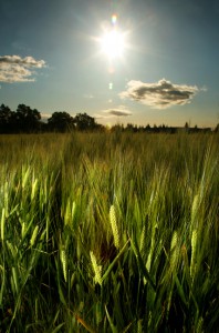 Sierra Nevada Estate barley 