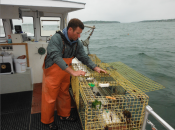 "Lucky Catch" Captain Tom Martin checks a lobster trap in Casco Bay while leading tourists in search of the prized delicacy.
(photo credit Harrison Shiels)
