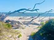 Boneyard Beach Jacksonville, Florida