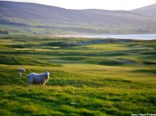 Brora Golf Club- 3rd - David J Whyte (C) Linksland.com