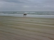 Wild mustang checks out the beach in Outer Banks, NC.