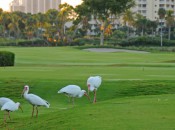 ibises4 [1600x1200]