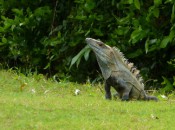 La Iguana's namesake lizard watches play at No. 16