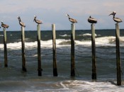 Pelicans perch, not far from Duck Woods on North Carolina's Outer Banks