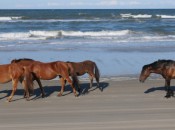 Wild horses will divert the kids while you play the Currituck Club