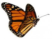 butterfly