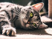 dan-smedley-mUYTFesazAQ-unsplash