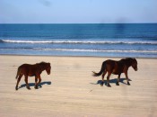 horses on the beach