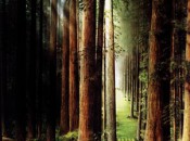 No_03_Redwood_Forest