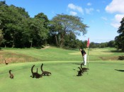 Getting close to nature
on the No. 2 green