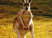 Okay, this kangaroo is not Stuart Appleby, but they are both Australian and I didn't have any pictures of Appleby, who just made golf history by shooting 59!