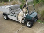 In Mississippi, even the dogs love golf. Tucker helps maintain the great conditions at the Preserve, one of the best courses on the Gulf Coast.