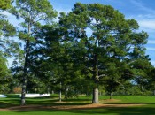 The Eisenhower Tree