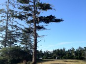 Bandon Dunes Shorty's